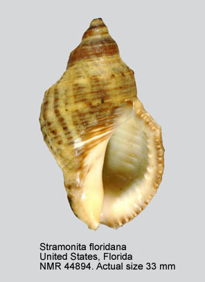 Stramonita floridana.jpg - Stramonita floridana(Conrad,1837)